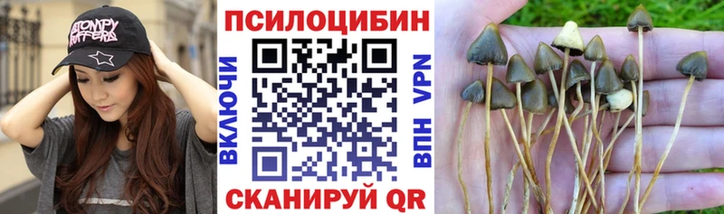 Купить  Пестово  Псилоцибиновые грибы Psilocybine cubensis 